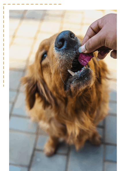 dog eating dogsee beetroot dog treats