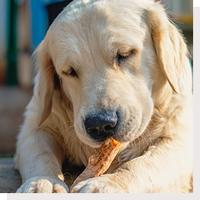 Dogsee Chew Soft Bars ideal for puppies and senior dogs