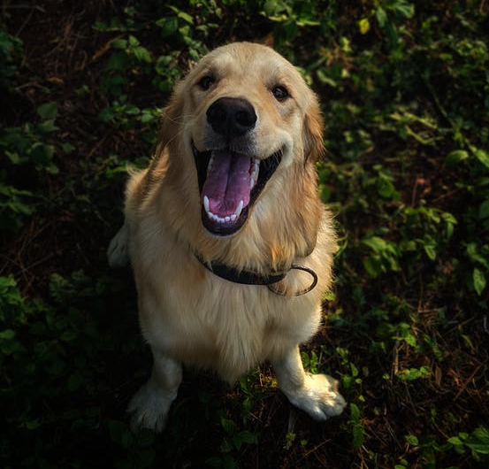 dog dental chews