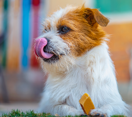 Healthy Dog Chews for Puppies