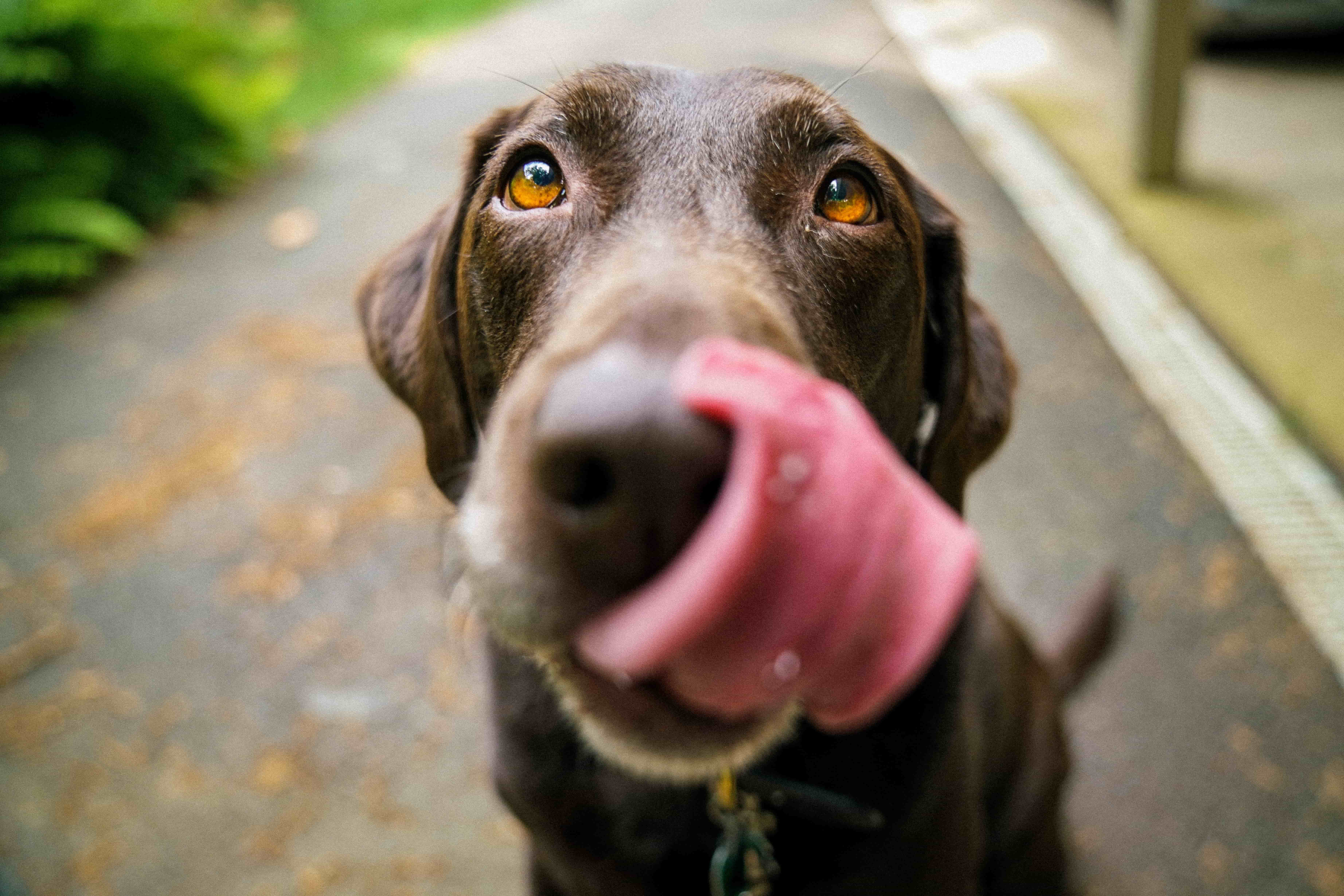 What Are The Best Vegetarian Dog Treats To Use For Training 