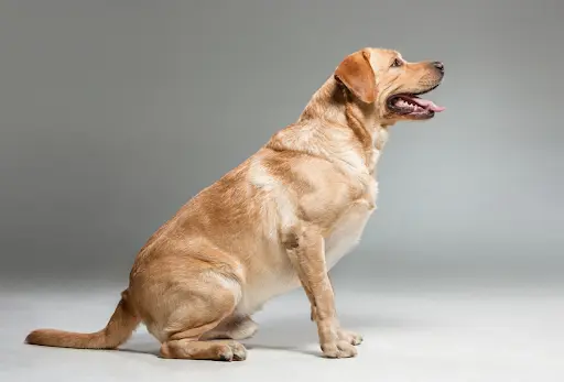 Dog Girll Zxxnxx - Medical Causes Behind Sudden Weight Gain in Dogs | Dogsee