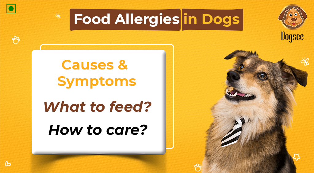 what does anaphylaxis look like in dogs