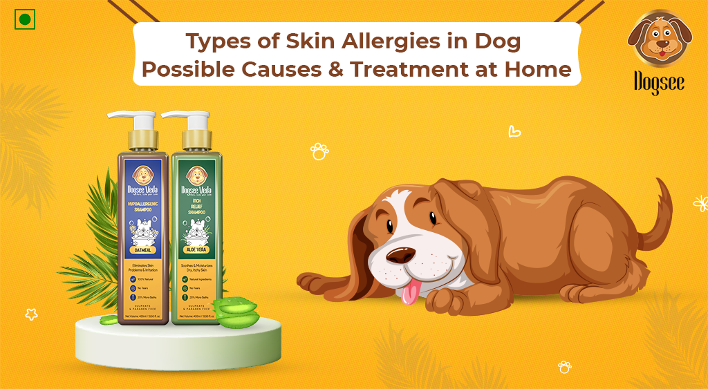 are dog allergies caused by saliva or hair