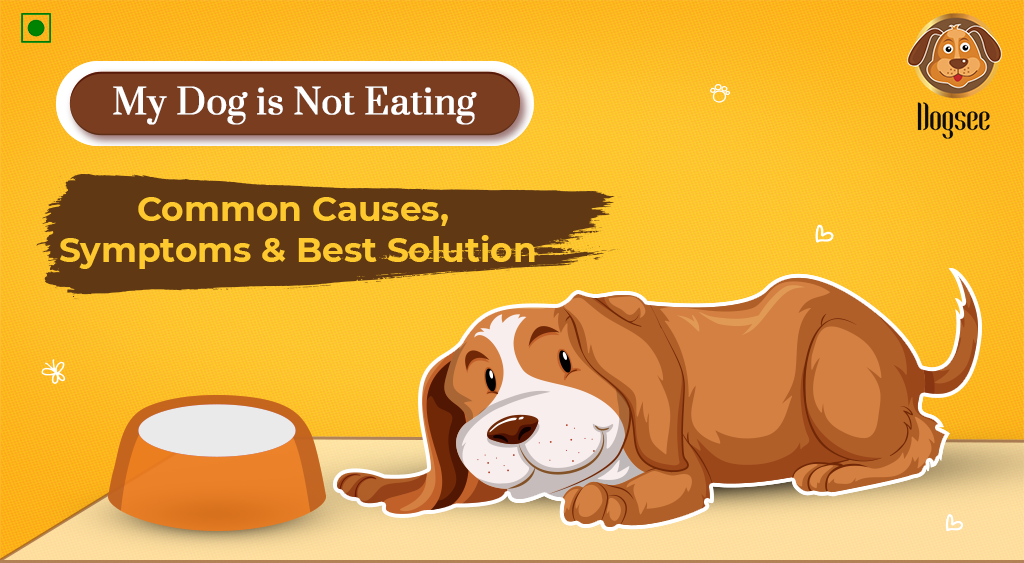 My Dog Is Not Eating Common Causes Symptoms Best Solution Dogsee