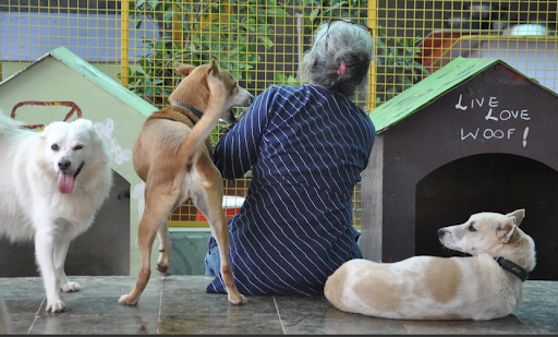 Charlie’s Animal Rescue Centre (CARE), Bangalore