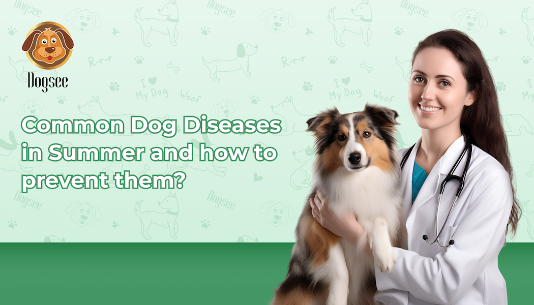 Common Dog Diseases in Summer