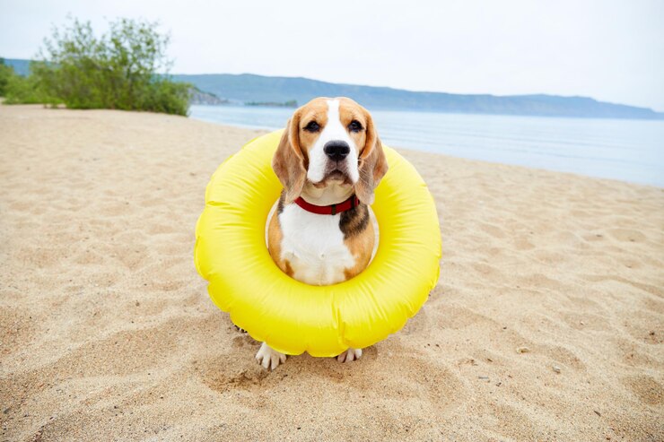 beagle dog with floating ring