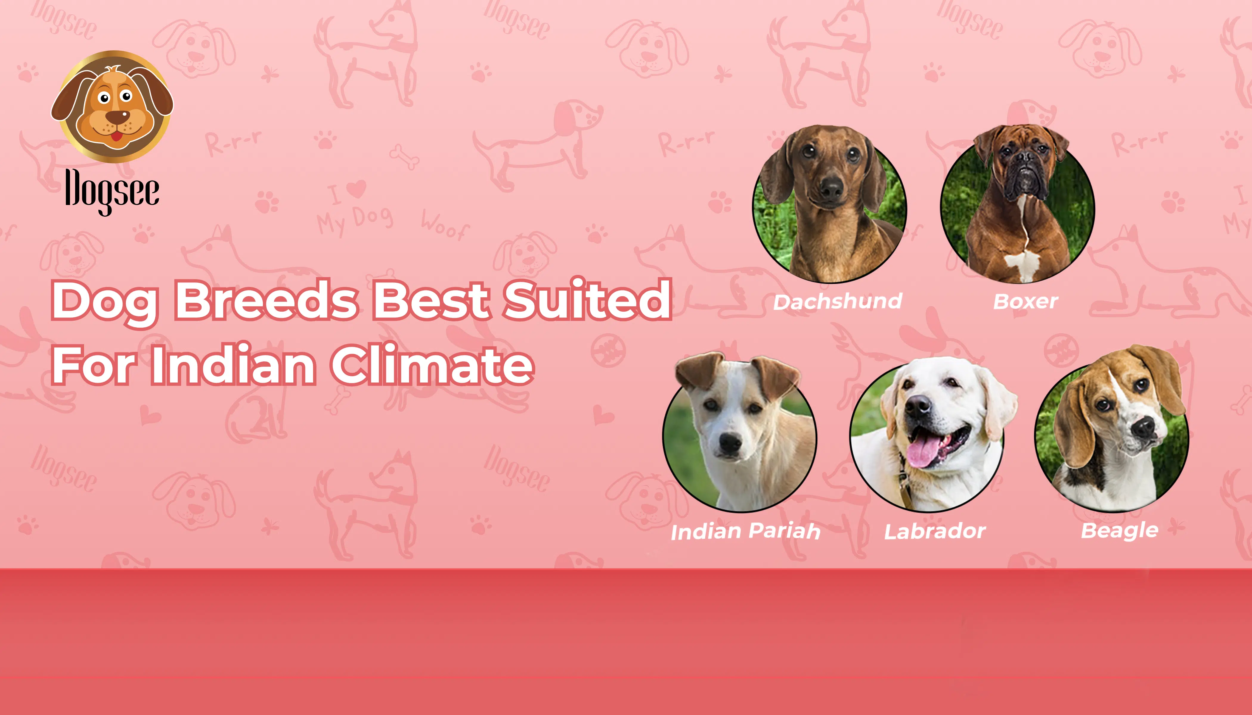 Dog Breeds Best Suited for Indian Climate