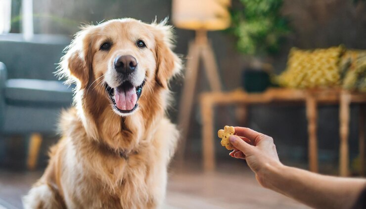 man is feeding dog with his hand