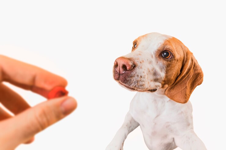 cute pet taking snack