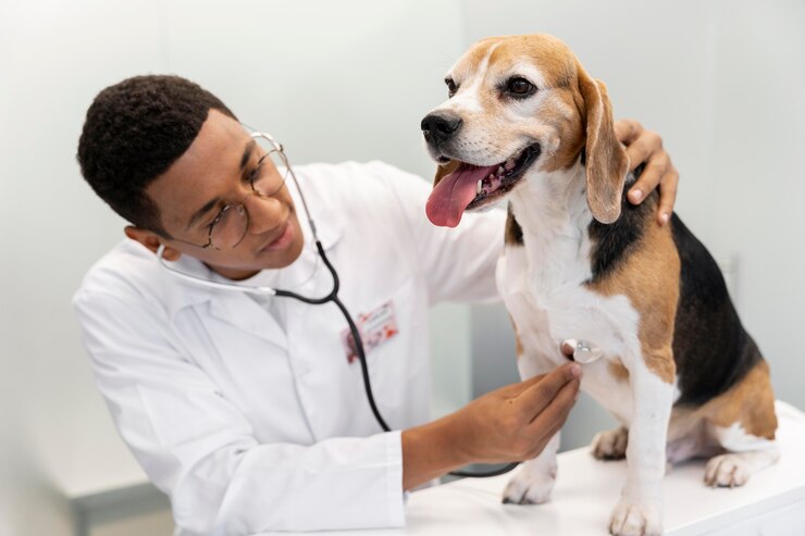 veterinarian checking dog