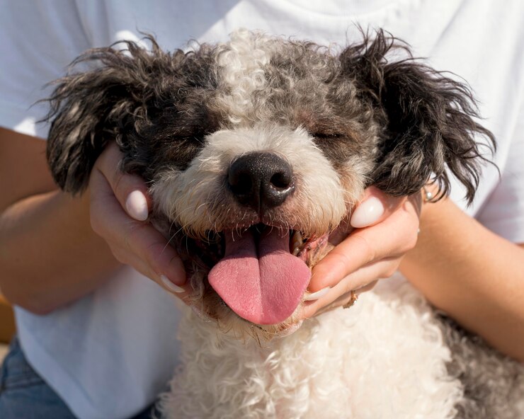 close up hands holding cute dog