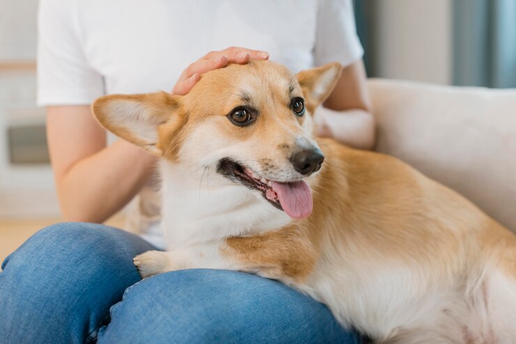 dog being pet by female