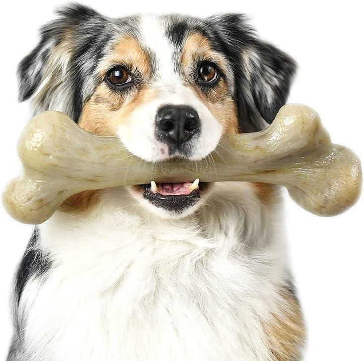 dog with bone in mouth