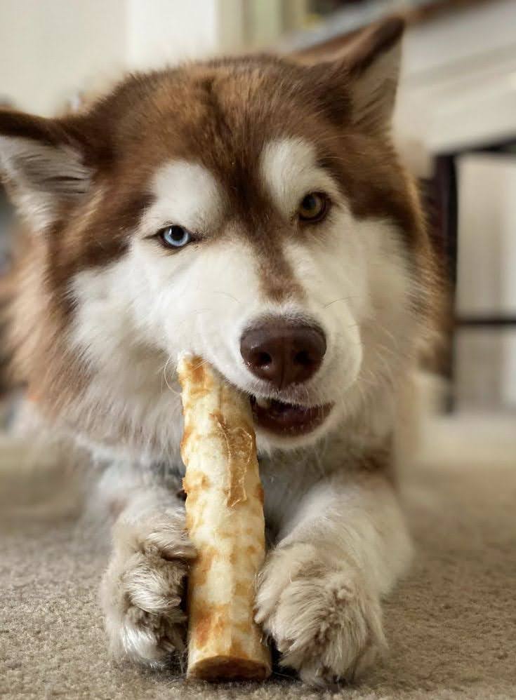 dog with rawhide