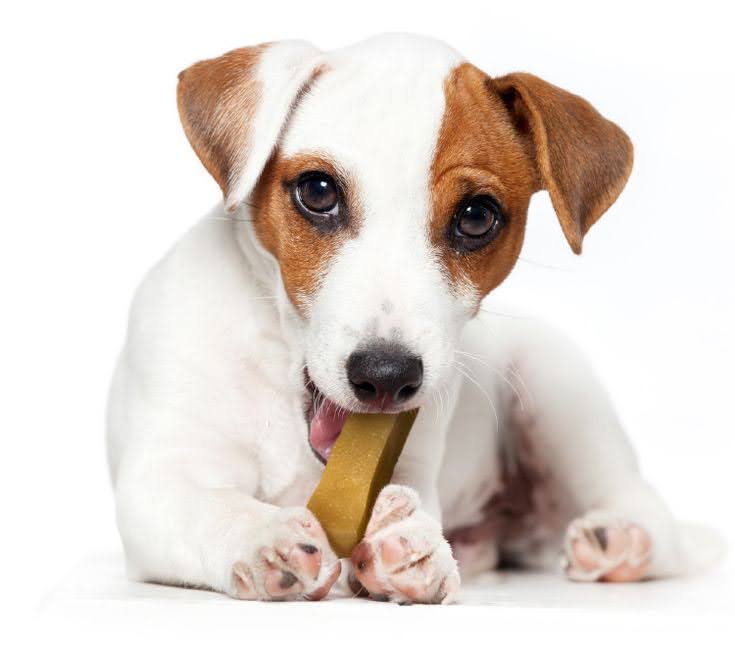 dog with yak chews in mouth