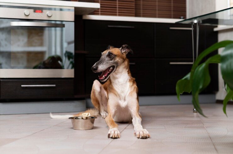 greyhound dog laying floor