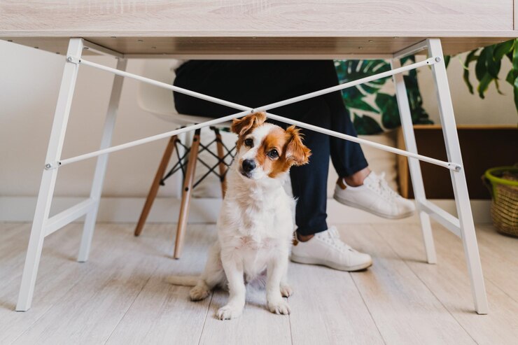 cute small dog at home