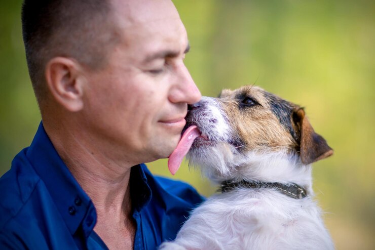 little dog licks man face