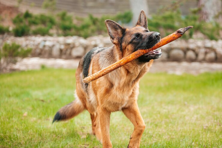 german shepherd with stick mouth