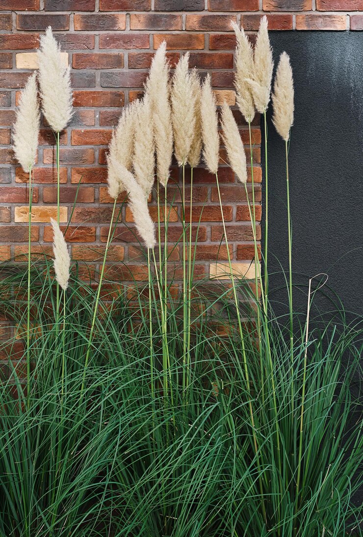 Foxtail grass