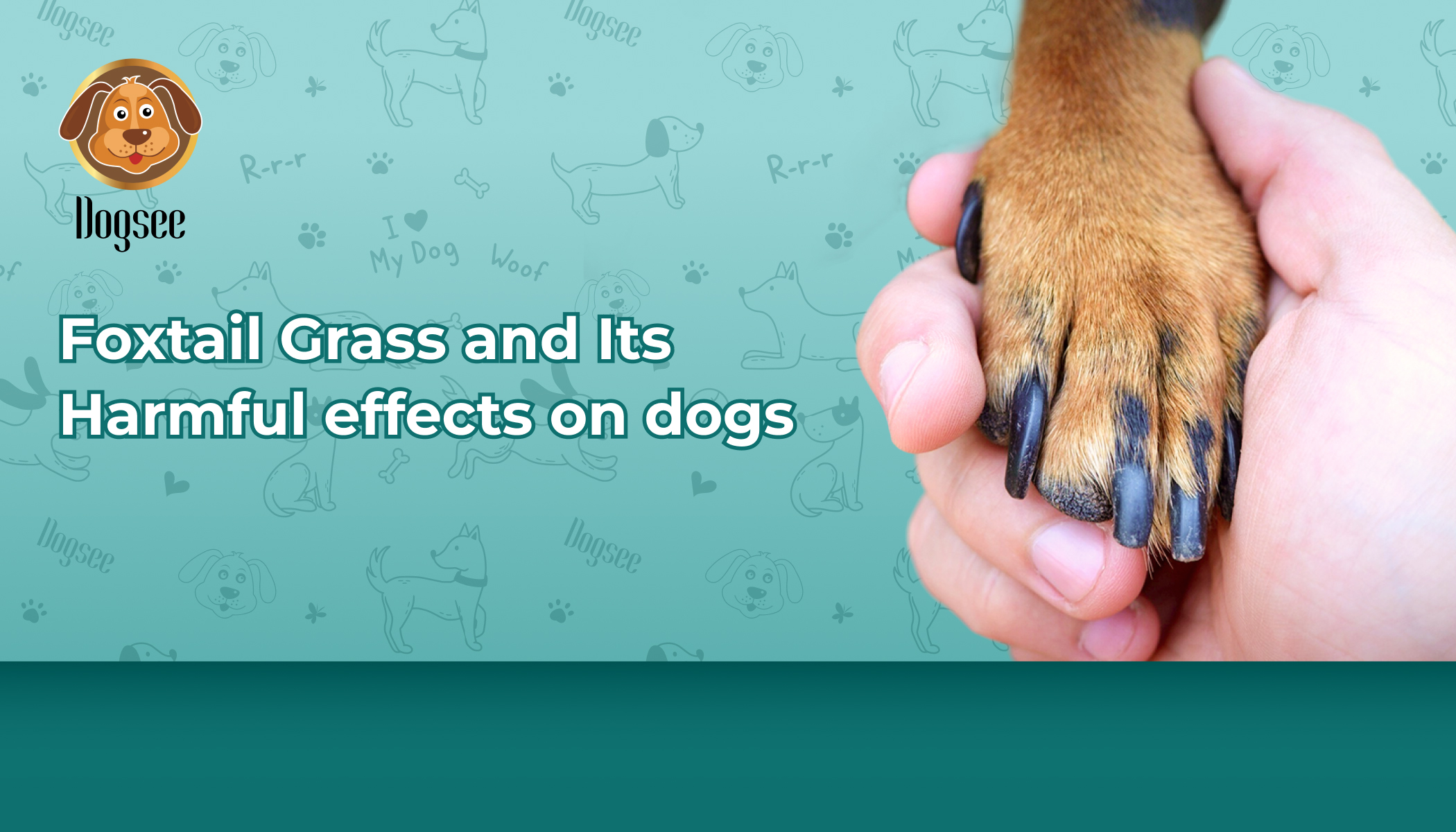 Foxtail Grass and Its Harmful Effects on Dogs