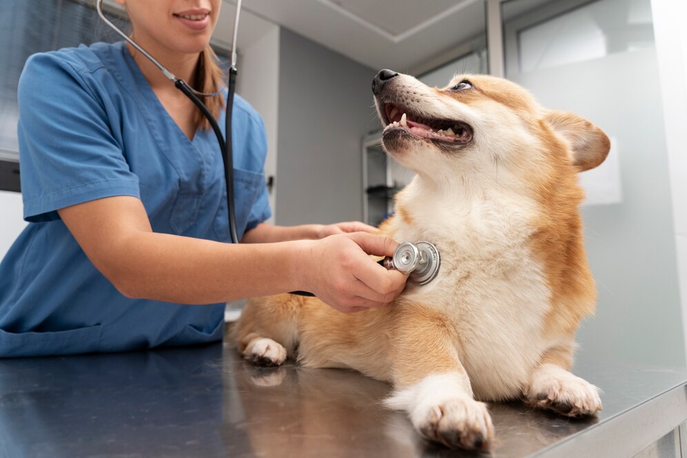 veterinarian taking care pet dog