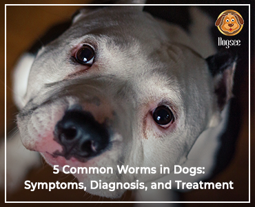 How Dangerous Are Worms In Dogs