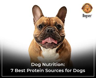how much protein do small dogs need